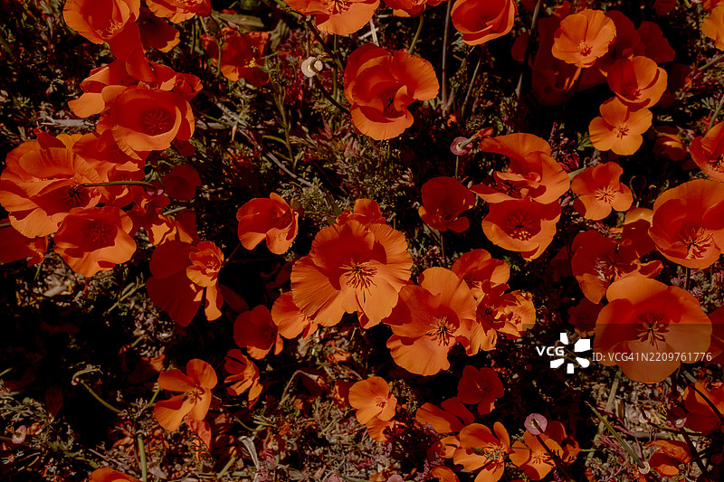 野花草甸图片素材