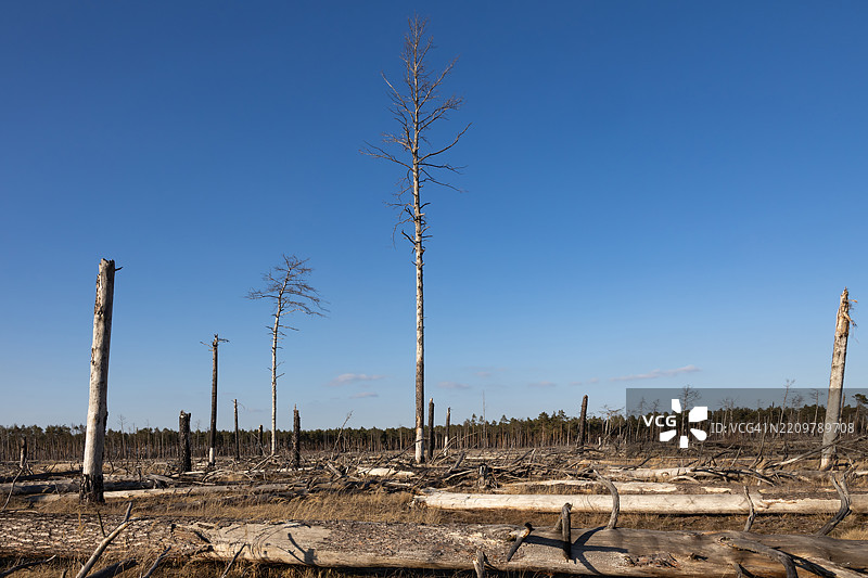 大森林火灾后烧焦的树木和树干图片素材