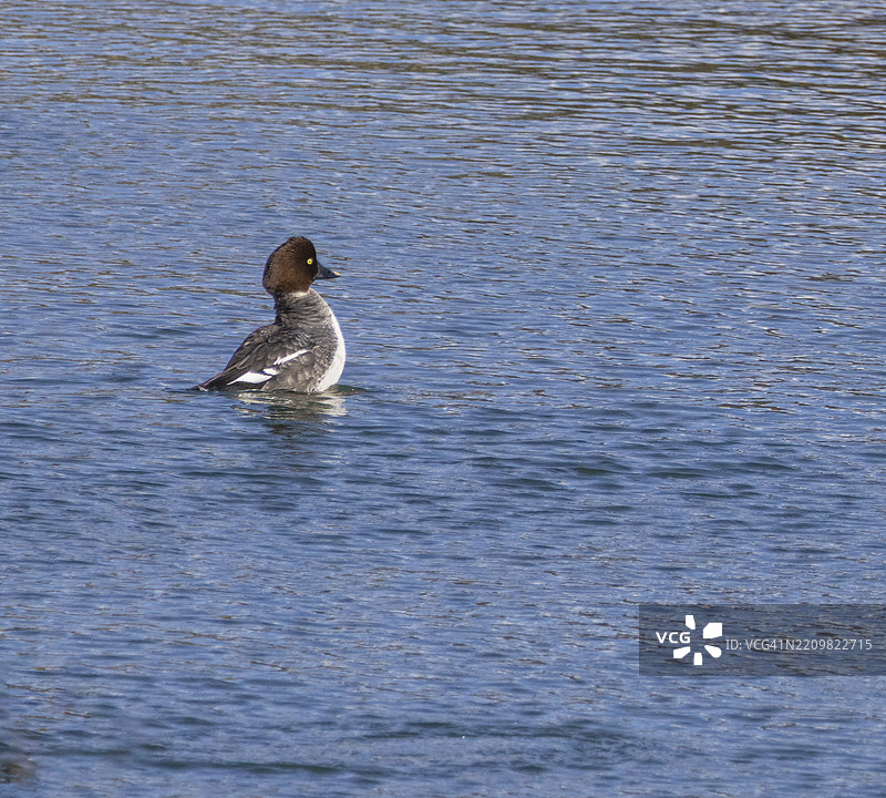 2025年3月5日 女性金眼鸭 - 俄勒冈州纽波特 001图片素材