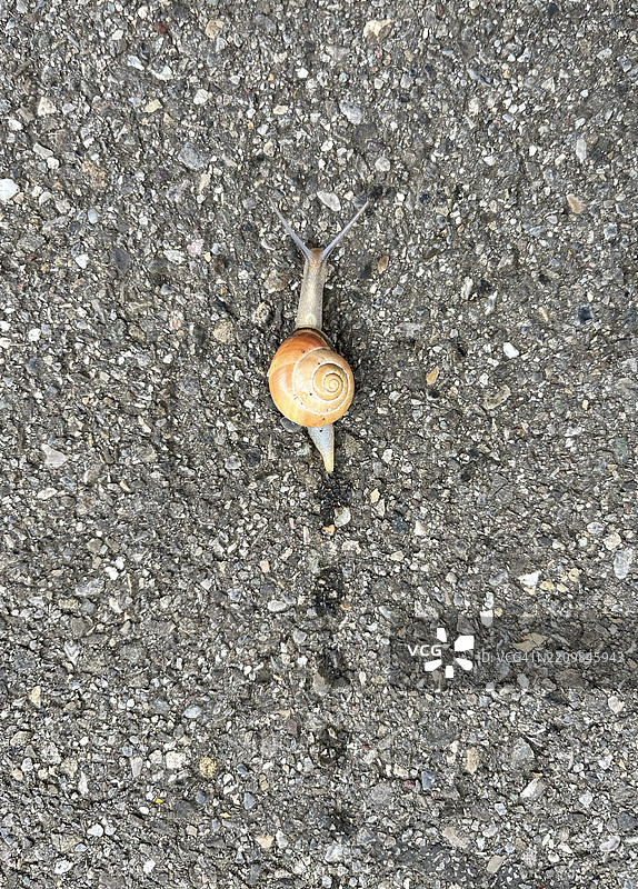 蜗牛缓慢地在街道上移动，留下了一条粘滑的痕迹。图片素材