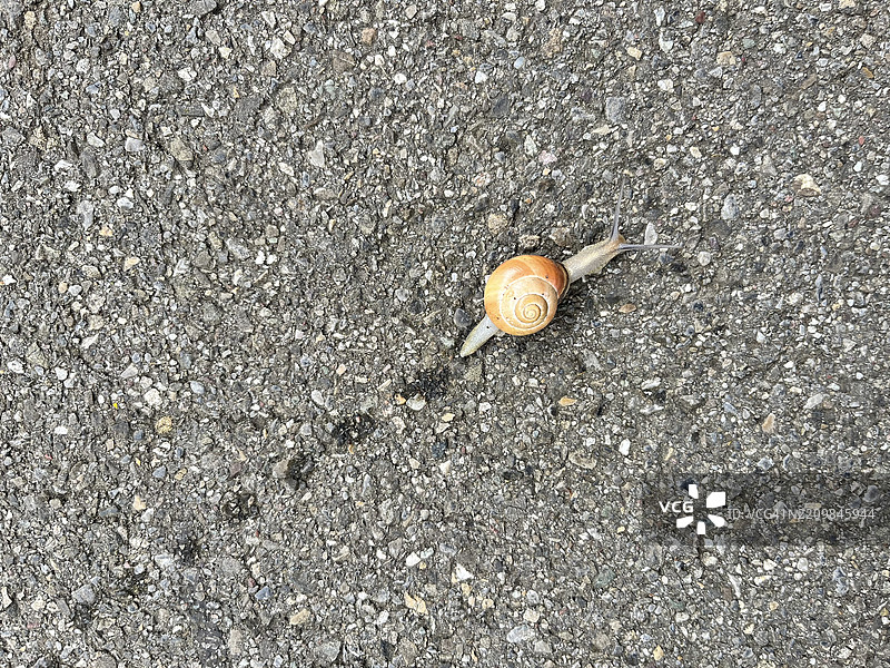 蜗牛缓慢地在街道上移动，留下了一条粘滑的痕迹。图片素材