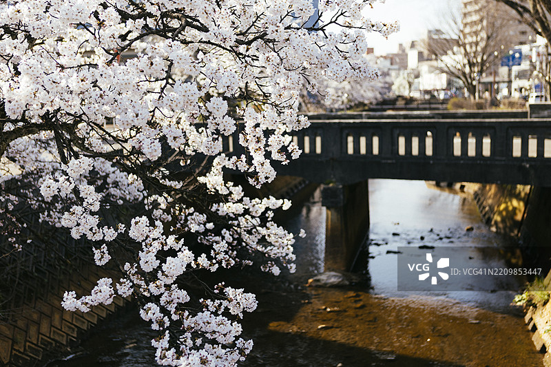 日本的樱花图片素材