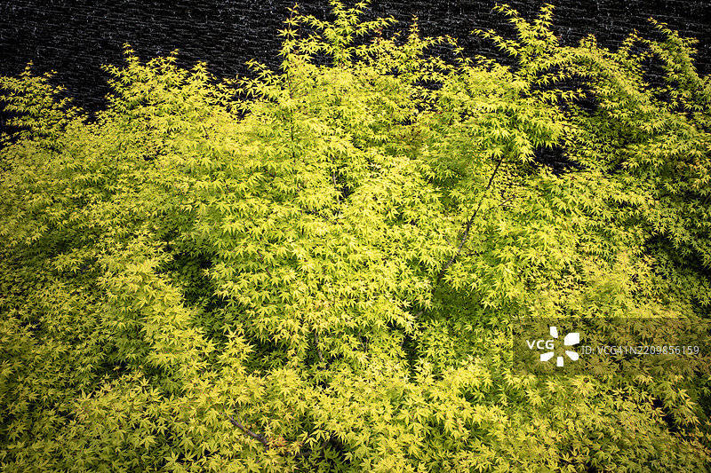 阳光照耀下的明亮黄色灌木图片素材