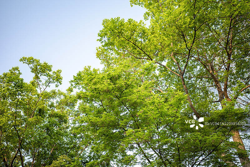绿树枝与新鲜的叶子图片素材