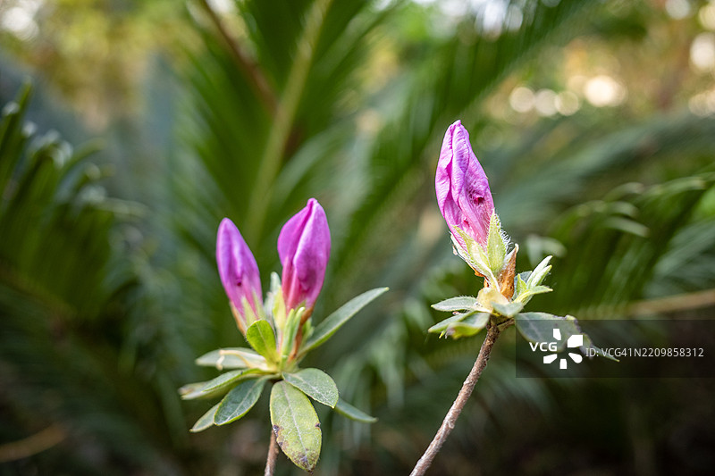 花园中的杜鹃花蕾图片素材