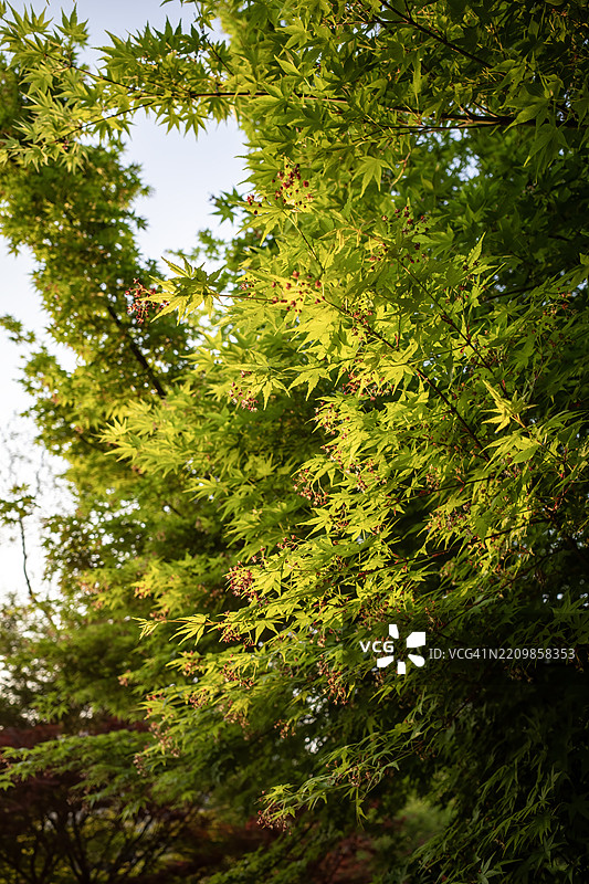 明亮的绿色树木上长出了新的红色嫩芽图片素材