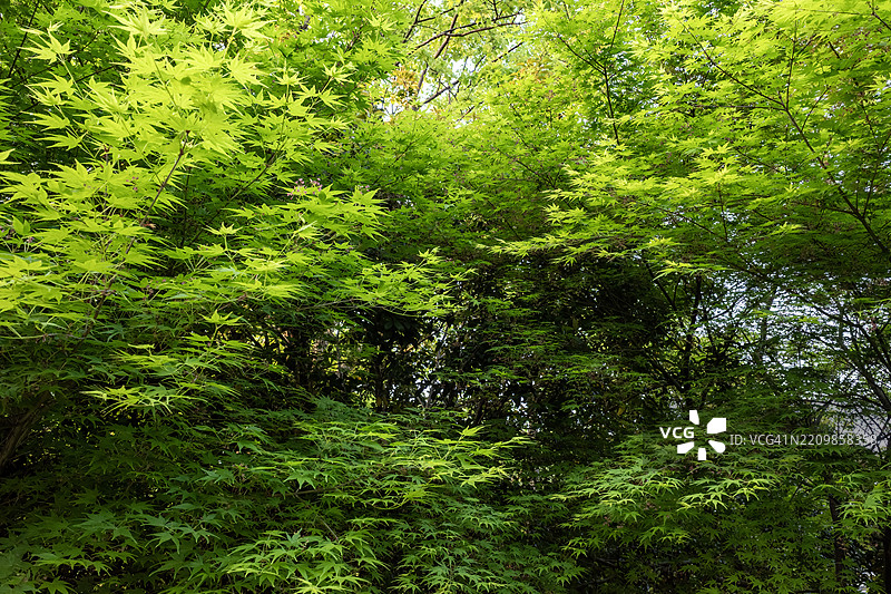 城市公园中的茂密绿植图片素材