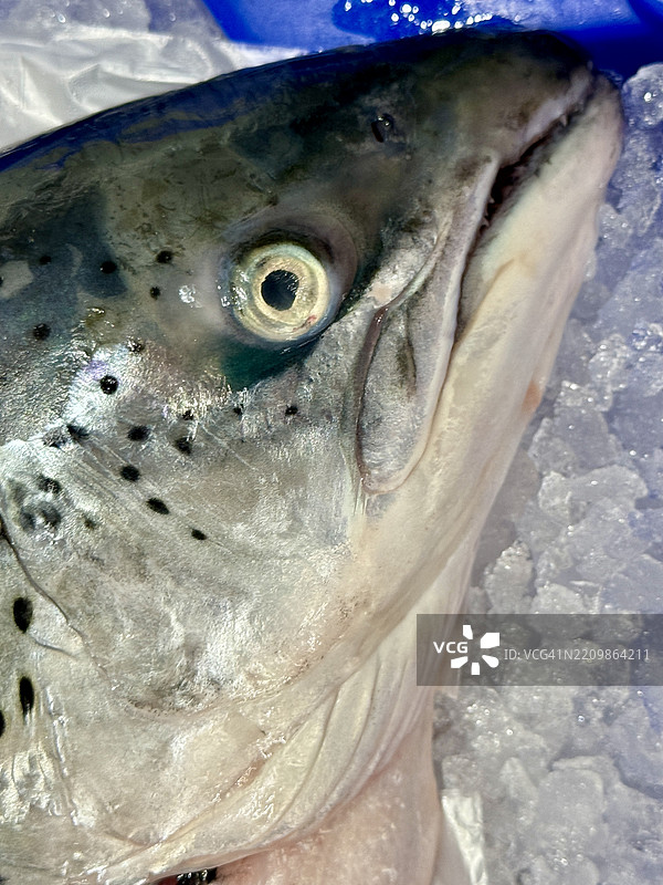 冰上的鲑鱼头（大西洋鲑鱼）特写图片素材