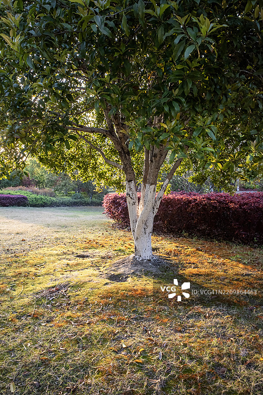公园里被五彩缤纷的灌木环绕的树图片素材