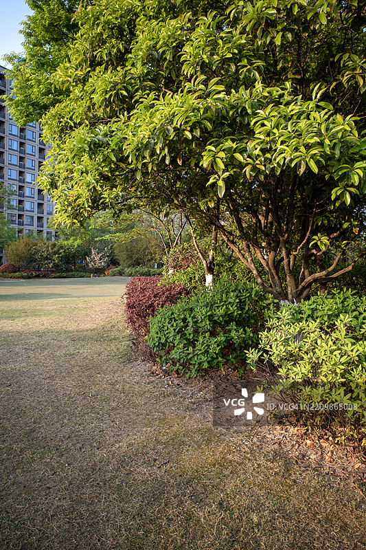 绿意盎然的花园区域，修剪整齐的灌木丛图片素材