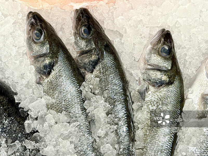 冰上特写的整条海鲈鱼图片素材