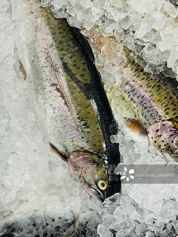 冰上特写的整条虹鳟鱼图片素材