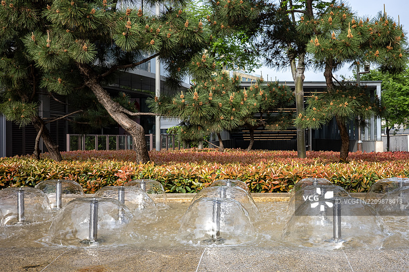 城市喷泉与花坛和松树图片素材