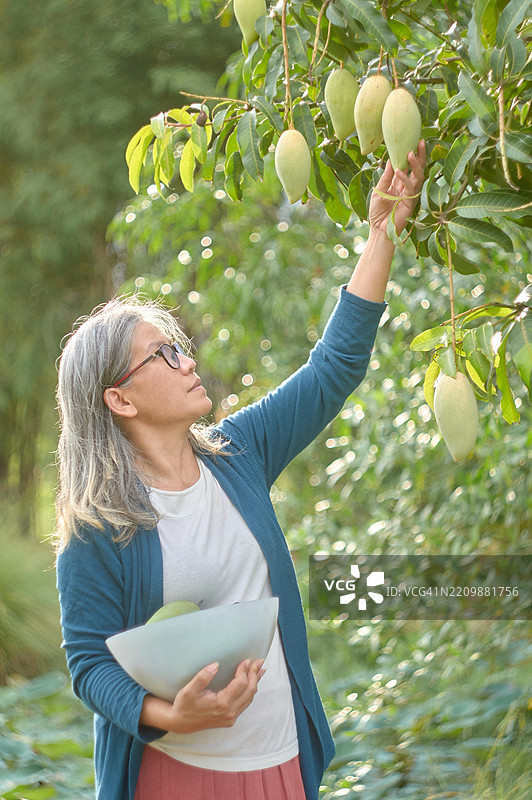 老妇人从树上采摘芒果图片素材