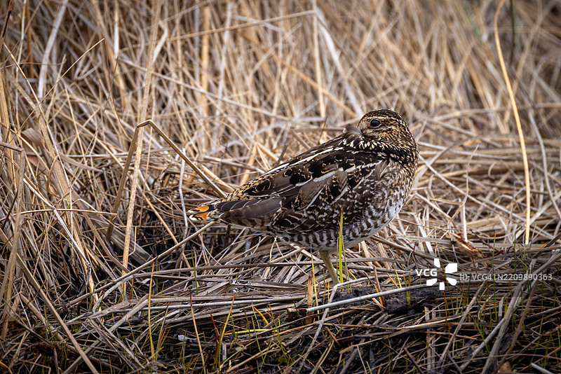 威尔逊的鹬隐藏在沼泽草中 — 美国图片素材