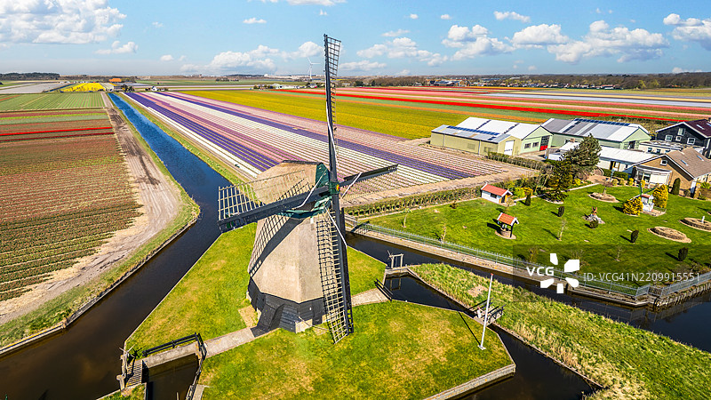 郁金香田野图片素材