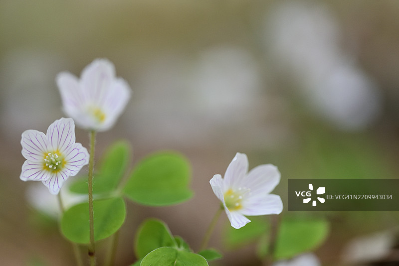 盛开的酢浆草图片素材