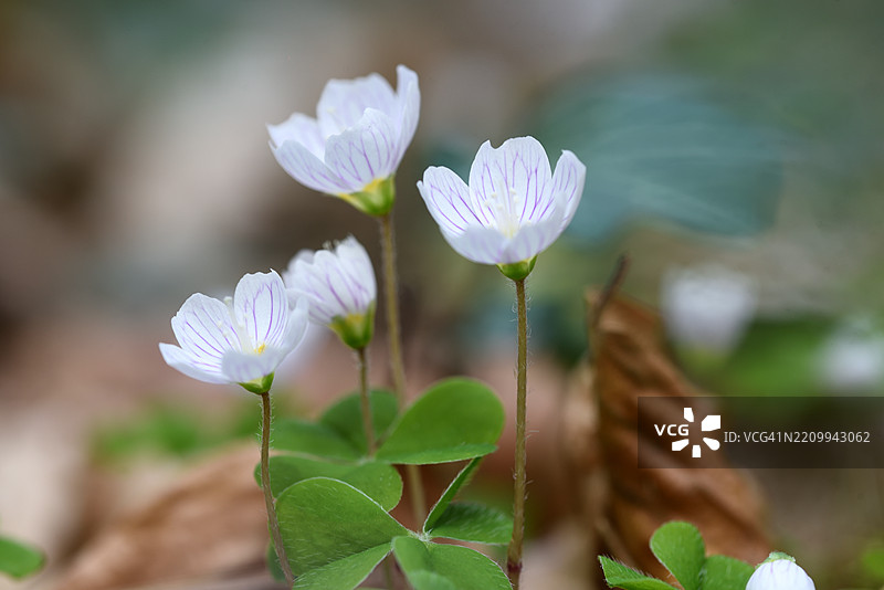盛开的酢浆草图片素材