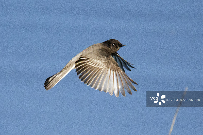 黑色菲比鸟在飞翔图片素材
