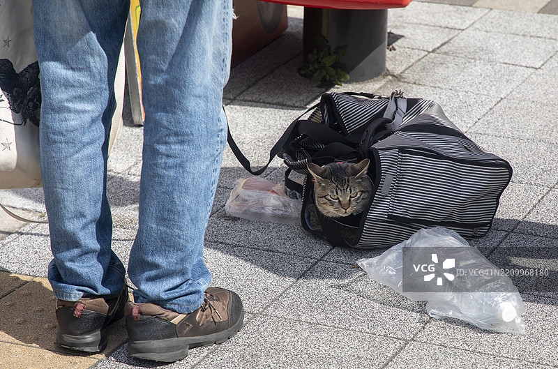 户外探险的小猫图片素材