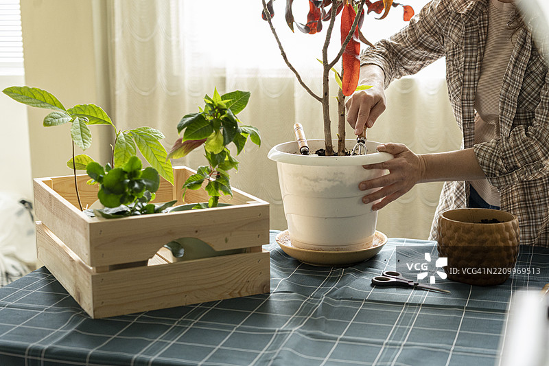 绿色爱好。女性家庭园艺图片素材