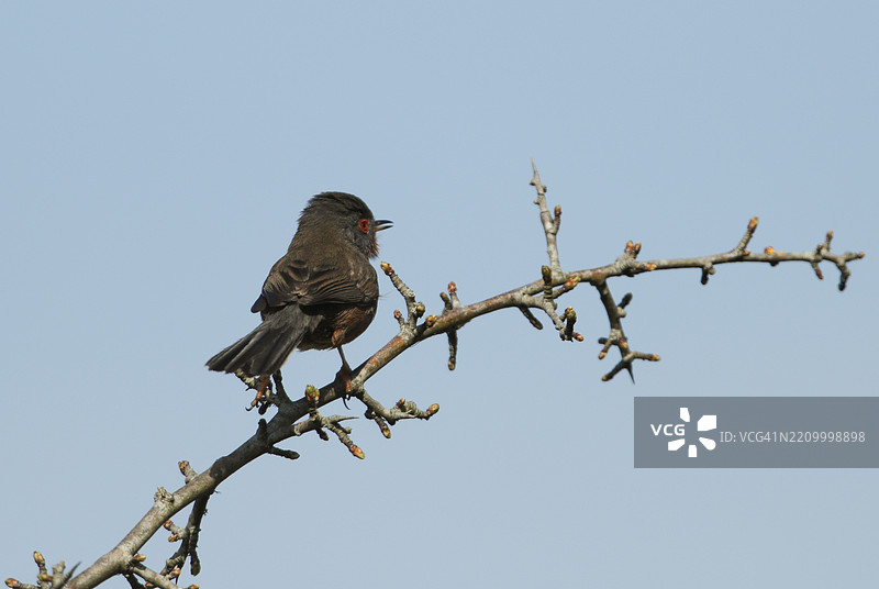 春天，一只达特福德歌鸲（Sylvia undata）在树上鸣叫。图片素材