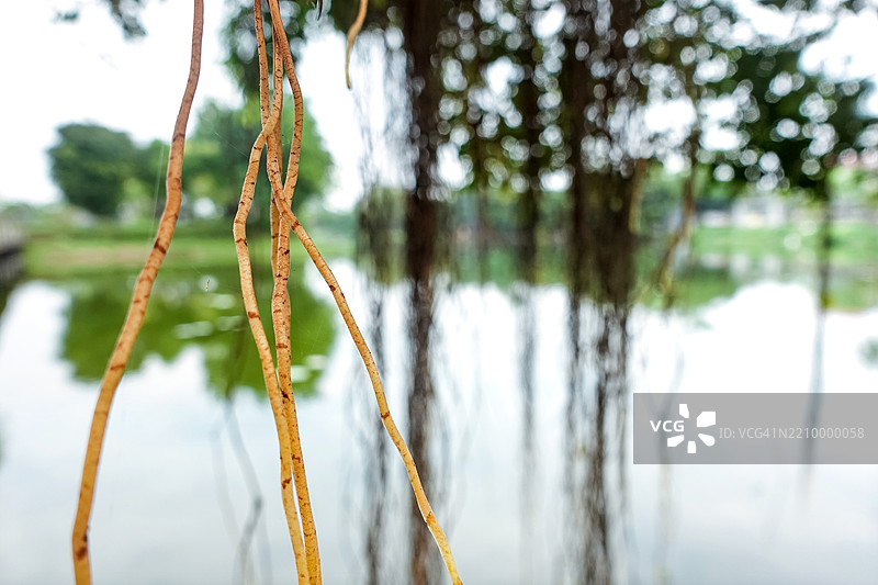 湖边垂榕树的空中气根图片素材
