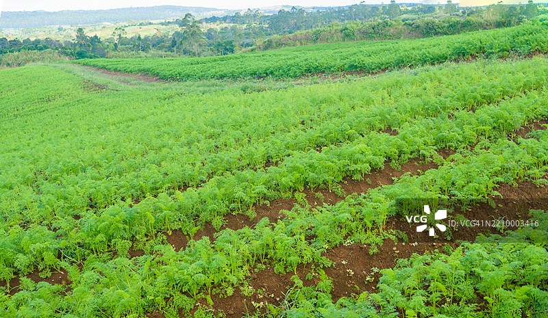 胡萝卜农田的风景图片素材