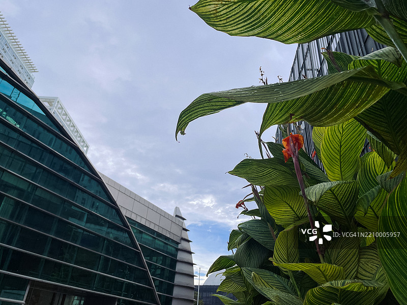 现代建筑与热带植物在阴云密布的天空下图片素材