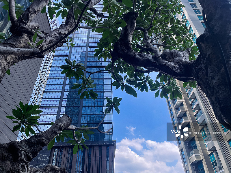 雅加达的玻璃摩天大楼与热带植被 - 城市和谐的倒影图片素材