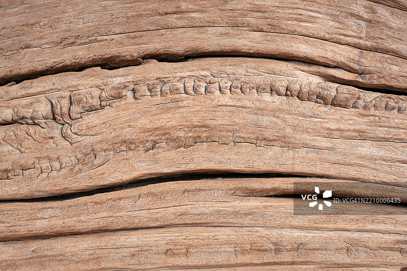 树干切片的特写纹理背景图片素材