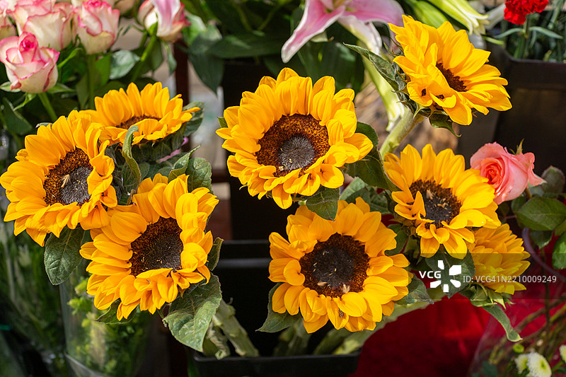 一束向日葵花头图片素材