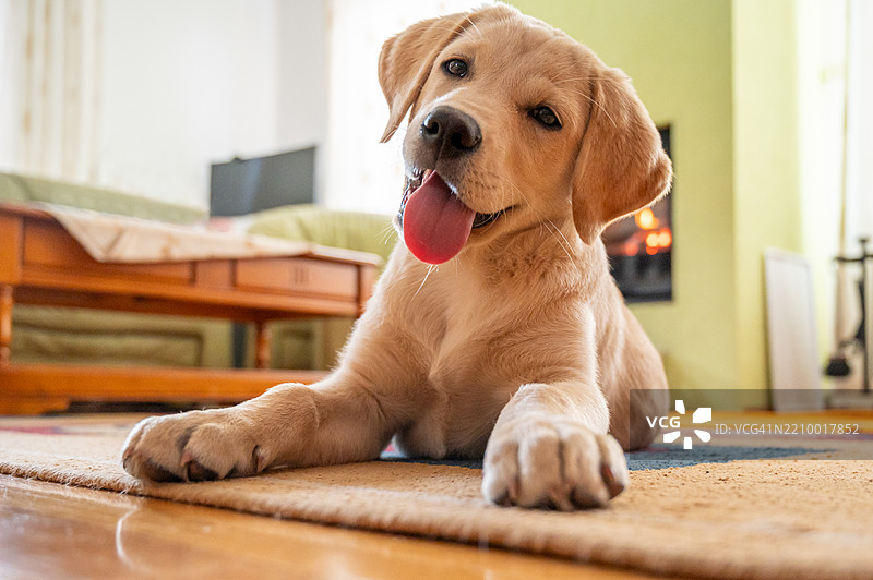 可爱的拉布拉多猎犬小狗躺在客厅的地毯上图片素材