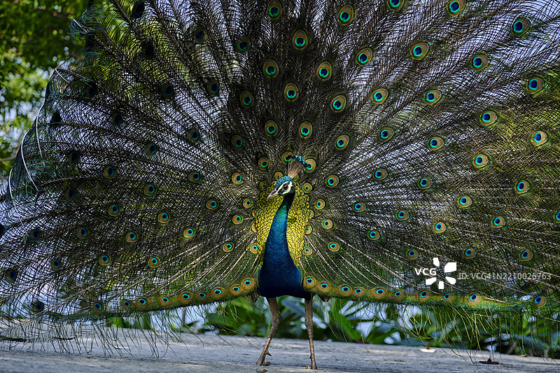 斯里兰卡，锡兰，东部省，东海岸，特林科马利，科内斯瓦拉姆寺，斯瓦米岩图片素材