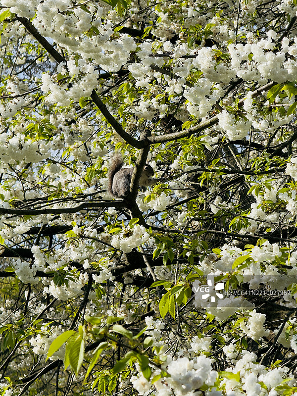 灰色松鼠被白色樱花环绕图片素材