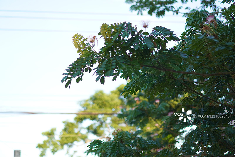 自然背景中的雨树图片素材