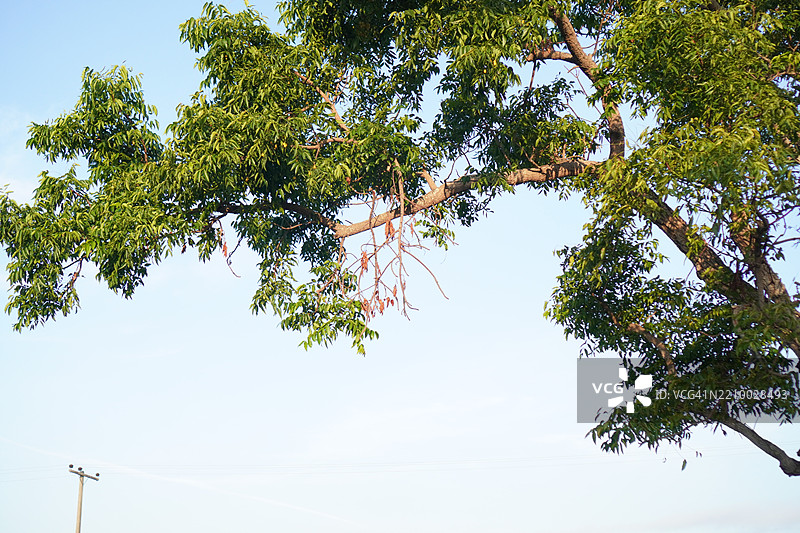 暹罗苦楝树图片素材