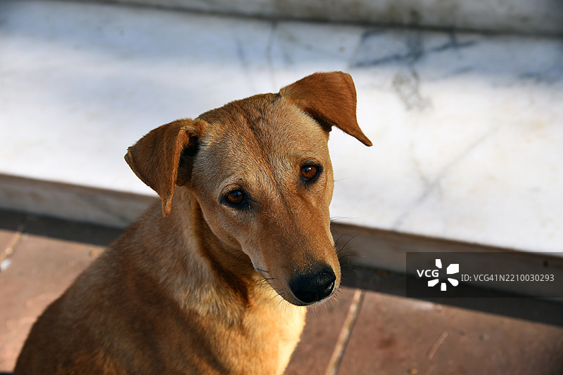 流浪狗图片素材