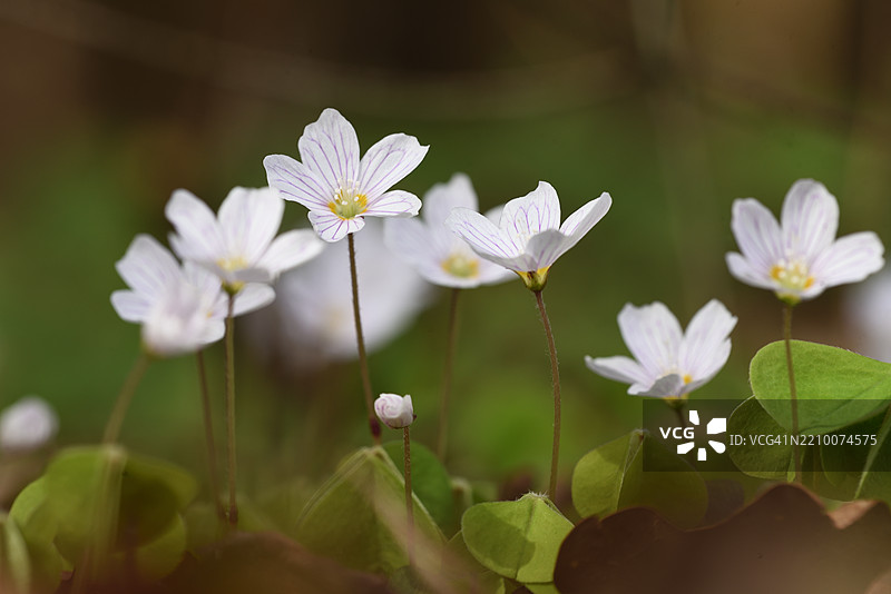 盛开的酢浆草图片素材