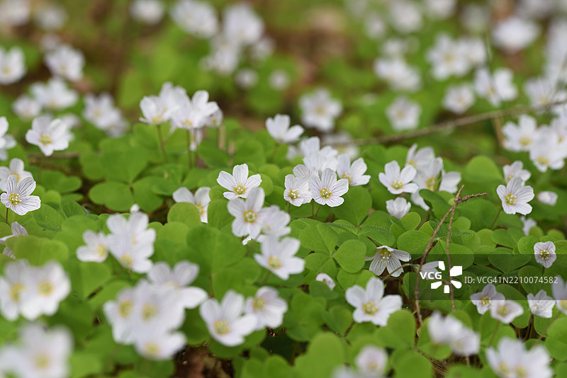 盛开的酢浆草图片素材