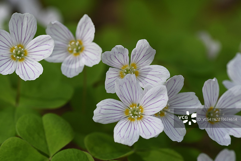 盛开的酢浆草图片素材
