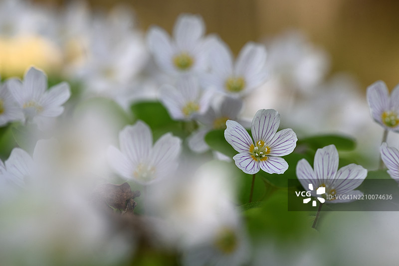 盛开的酢浆草图片素材