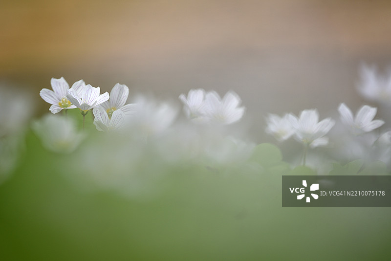 盛开的酢浆草图片素材