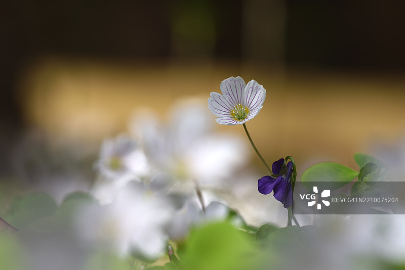 盛开的酢浆草和紫罗兰图片素材