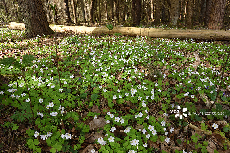 盛开的酢浆草图片素材