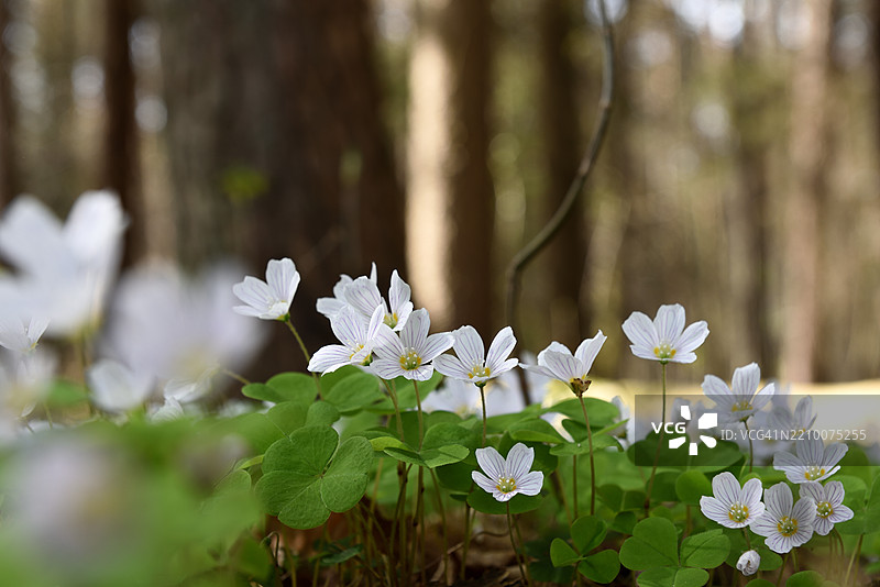 盛开的酢浆草图片素材