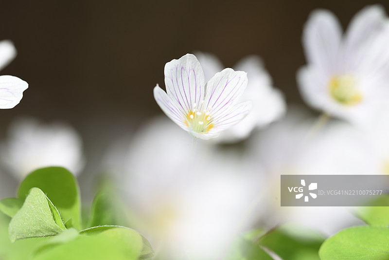 盛开的酢浆草图片素材