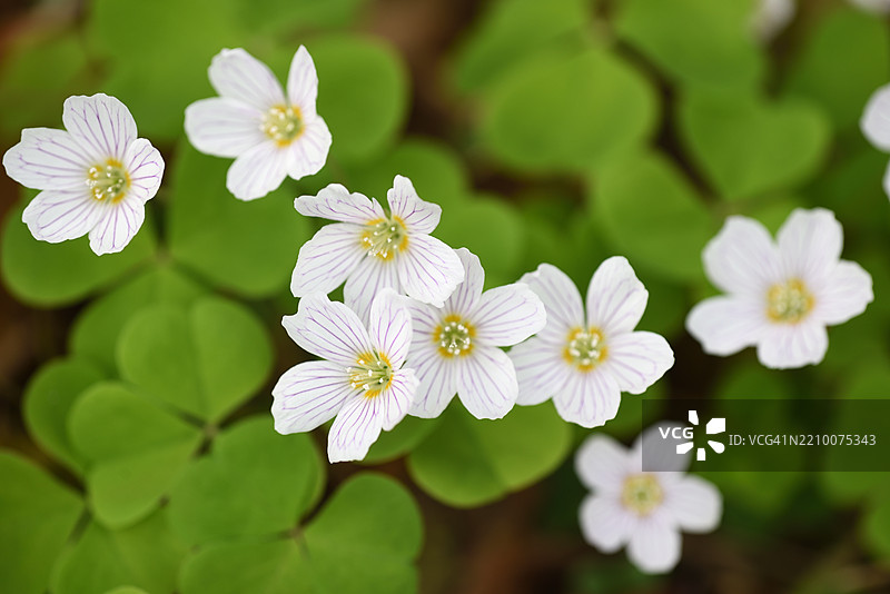 盛开的酢浆草图片素材