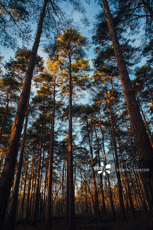 英国伯克郡克罗索恩的西蒙斯森林中的高大树木图片素材