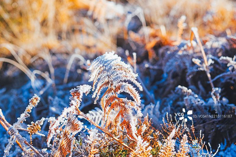 冬季风景中的霜冻蕨类植物图片素材